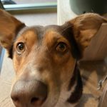 Maïa Mon Chien  Berger Australien Femelle - Garde d'animaux à domicile