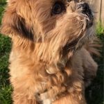 Caramel Mon Chien  Shih Tzu Femelle - Garde d'animaux à domicile