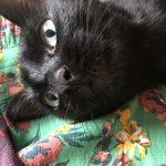 Yüna Mon Chat  Bombay Femelle - Garde d'animaux à domicile
