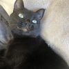Images de profil de Stella - Blooming Pets - Petsitting et garde d'animaux à domicile
