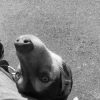 Images de profil de Stella - Blooming Pets - Petsitting et garde d'animaux à domicile