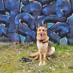 Pioupiou Mon Chien  Berger Allemand Mâle - Garde d'animaux à domicile