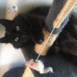 Caline Mon Chat  Angora Turc Femelle - Garde d'animaux à domicile