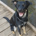 Eylau Mon Chien  Berger de Beauce (Beauceron) Mâle - Garde d'animaux à domicile
