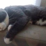 Pomerol Mon Chat  Européen Mâle - Garde d'animaux à domicile