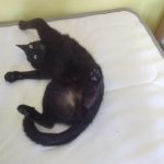 Ébène Mon Chat  Européen Femelle - Garde d'animaux à domicile