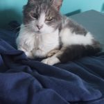 Griotte Mon Chat  Européen Femelle - Garde d'animaux à domicile