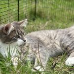 Laki Mon Chat  Européen Mâle - Garde d'animaux à domicile