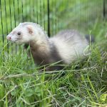 Lyana Mon Furet  Zibeline (Putoisé) Femelle - Garde d'animaux à domicile