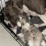 Image de profil de Stephanie - Blooming Pets - Petsitting et garde d'animaux à domicile