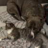Images de profil de Stephanie - Blooming Pets - Petsitting et garde d'animaux à domicile