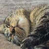 Images de profil de Samantha - Blooming Pets - Petsitting et garde d'animaux à domicile