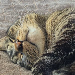 Images de profil de Samantha - Blooming Pets - Petsitting et garde d'animaux à domicile