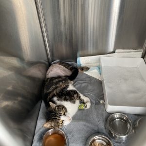 Images de profil de suzanne - Blooming Pets - Petsitting et garde d'animaux Ă domicile