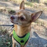 Django Mon Chien  Chihuahua Mâle stérilisé - Garde d'animaux à domicile