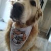 Images de profil de Sylvain - Blooming Pets - Petsitting et garde d'animaux à domicile