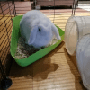Images de profil de Sylvain - Blooming Pets - Petsitting et garde d'animaux à domicile