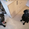Images de profil de Sylvain - Blooming Pets - Petsitting et garde d'animaux à domicile