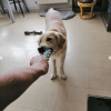 Images de profil de Sylvain - Blooming Pets - Petsitting et garde d'animaux à domicile