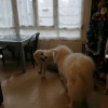 Images de profil de Sylvain - Blooming Pets - Petsitting et garde d'animaux à domicile