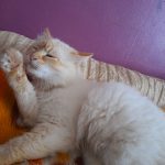 Image de profil de sylvie - Blooming Pets - Petsitting et garde d'animaux à domicile