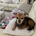 Pitchoune Mon Chien  Chihuahua Femelle - Garde d'animaux à domicile