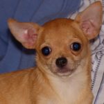 Melba Mon Chien  Chihuahua Femelle - Garde d'animaux à domicile