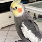 Vénus Mon Oiseau en cage  Calopsitte Élégante Mâle - Garde d'animaux à domicile