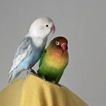 Sissi Mon Oiseau en cage  Inséparable Personata Femelle - Garde d'animaux à domicile