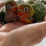 Armani et Chanel Mon Oiseau en cage  Inséparable de Fischer Indéterminé - Garde d'animaux à domicile