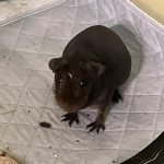 Véra Mon Cochon d’Inde  Skinny Femelle - Garde d'animaux à domicile