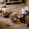 Images de profil de Sylvie - Blooming Pets - Petsitting et garde d'animaux à domicile