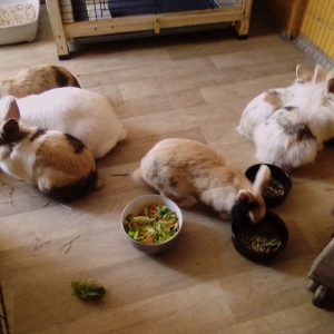 Images de profil de Sylvie - Blooming Pets - Petsitting et garde d'animaux à domicile