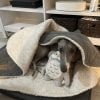 Images de profil de Sylvie - Blooming Pets - Petsitting et garde d'animaux à domicile