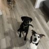 Images de profil de Sylvie - Blooming Pets - Petsitting et garde d'animaux à domicile
