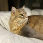 Bouta Mon Chat  Européen Mâle stérilisé - Garde d'animaux à domicile