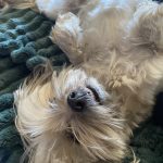 Sally Mon Chien  Yorkshire Terrier Femelle - Garde d'animaux à domicile