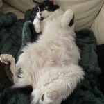 Cara Mia Mon Chat  Croisé Femelle - Garde d'animaux à domicile