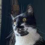 Moustache Mon Chat  Croisé Mâle stérilisé - Garde d'animaux à domicile