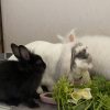 Images de profil de Tabatha - Blooming Pets - Petsitting et garde d'animaux à domicile