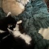 Images de profil de Tabatha - Blooming Pets - Petsitting et garde d'animaux à domicile
