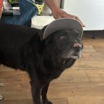 Songo Mon Chien  Croisé Mâle stérilisé - Garde d'animaux à domicile