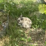 Grisly Mon Lapin  Nain Mâle - Garde d'animaux à domicile