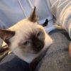 Images de profil de Tahina - Blooming Pets - Petsitting et garde d'animaux à domicile