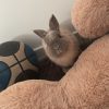 Images de profil de Tahina - Blooming Pets - Petsitting et garde d'animaux à domicile
