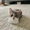 Images de profil de Tahina - Blooming Pets - Petsitting et garde d'animaux à domicile