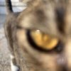 Images de profil de Tahina - Blooming Pets - Petsitting et garde d'animaux à domicile