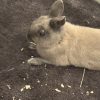 Images de profil de Tahina - Blooming Pets - Petsitting et garde d'animaux à domicile