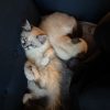 Images de profil de Tahina - Blooming Pets - Petsitting et garde d'animaux à domicile