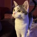 Mojito Mon Chat  Européen Mâle stérilisé - Garde d'animaux à domicile